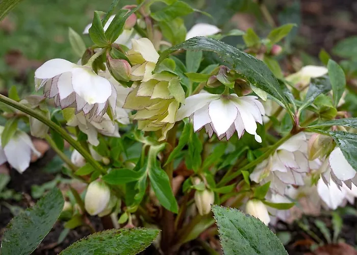 Les Myrrhophores Et Spa, D'hotes Et De Charme Frühstückspension